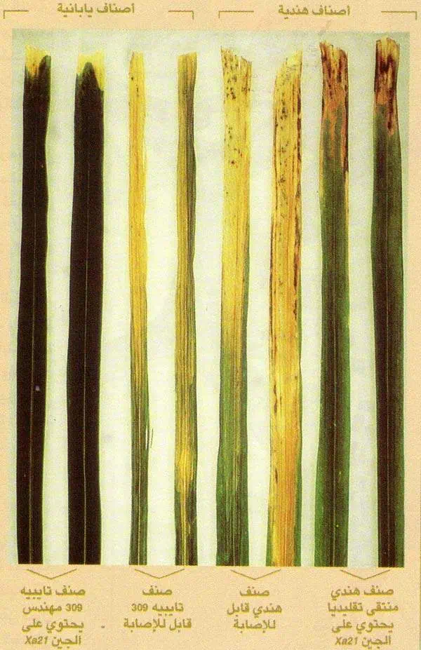 http://oloommagazine.com/images/Articles/14/SCI98b14N6-7_H02_007948.jpg