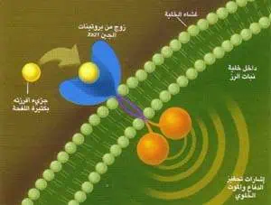 http://oloommagazine.com/images/Articles/14/SCI98b14N6-7_H02_007949.jpg