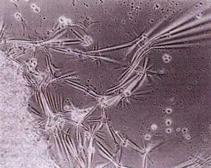 http://oloommagazine.com/images/Articles/14/SCI98b14N6-7_H03_007952.jpg