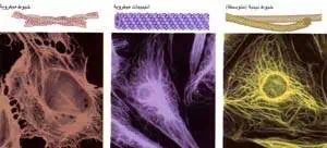 http://oloommagazine.com/images/Articles/14/SCI98b14N6-7_H03_007955.jpg