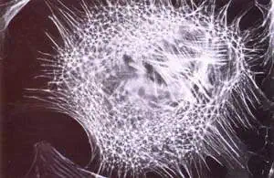 http://oloommagazine.com/images/Articles/14/SCI98b14N6-7_H03_007961.jpg