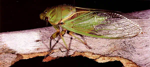 http://oloommagazine.com/images/Articles/14/SCI98b14N12_H04_007572.jpg