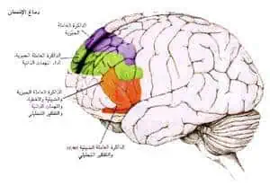 http://oloommagazine.com/images/Articles/14/SCI98b14N5_H02_007848.jpg
