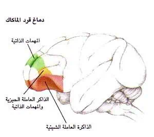 http://oloommagazine.com/images/Articles/14/SCI98b14N5_H02_007849.jpg