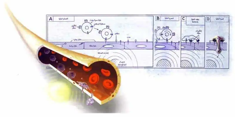 http://oloommagazine.com/images/Articles/14/SCI98b14N5_H05_007870.jpg