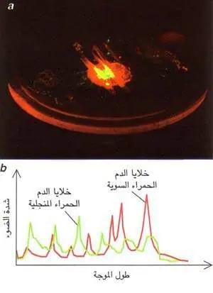 http://oloommagazine.com/images/Articles/14/SCI98b14N11_H05_007498.jpg