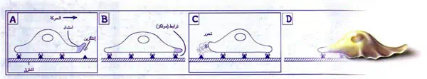 http://oloommagazine.com/images/Articles/14/SCI98b14N5_H05_007873.jpg