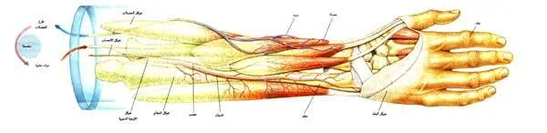http://oloommagazine.com/images/Articles/14/SCI98b14N5_H03_007853.jpg