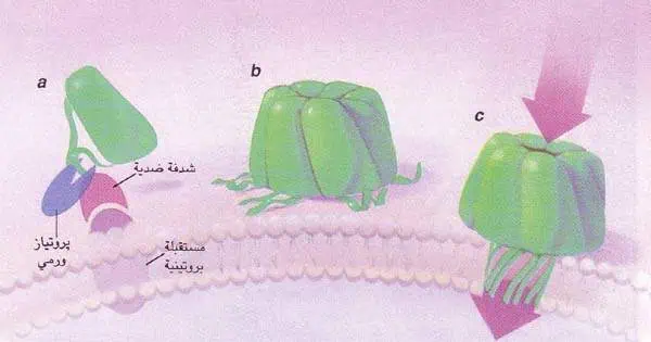 http://oloommagazine.com/images/Articles/14/SCI98b14N3_H02_007644.jpg