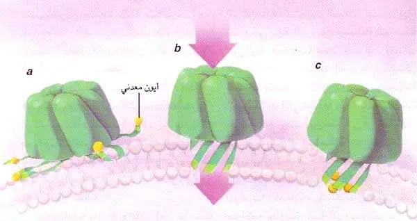 http://oloommagazine.com/images/Articles/14/SCI98b14N3_H02_007645.jpg
