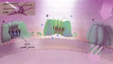 http://oloommagazine.com/images/Articles/14/SCI98b14N3_H02_007647.jpg