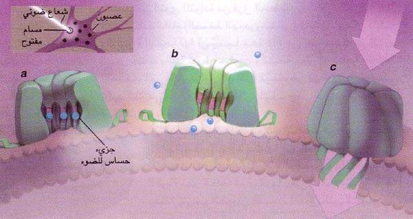 http://oloommagazine.com/images/Articles/14/SCI98b14N3_H02_007647.jpg