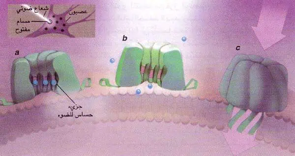 http://oloommagazine.com/images/Articles/14/SCI98b14N3_H02_007647.jpg