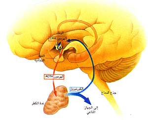 http://oloommagazine.com/images/Articles/15/SCI99b15N2-3_H01_008586.jpg