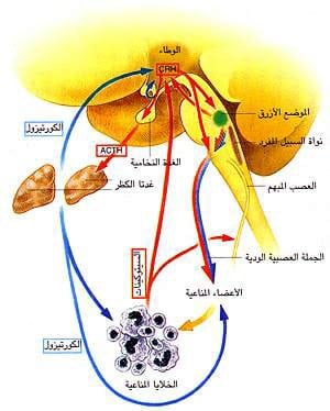 http://oloommagazine.com/images/Articles/15/SCI99b15N2-3_H01_008587.jpg