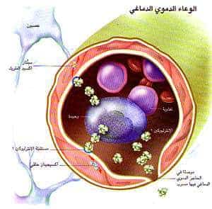http://oloommagazine.com/images/Articles/15/SCI99b15N2-3_H01_008589.jpg