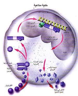 http://oloommagazine.com/images/Articles/15/SCI99b15N2-3_H01_008590.jpg