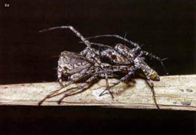http://oloommagazine.com/images/Articles/15/SCI99b15N1_H02_008486.jpg