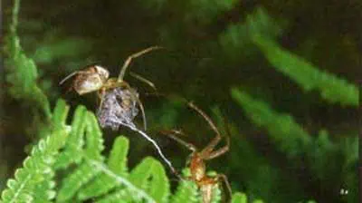 http://oloommagazine.com/images/Articles/15/SCI99b15N1_H02_008490.jpg