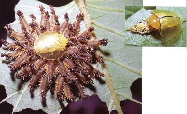http://oloommagazine.com/images/Articles/15/SCI99b15N10_H02_008159.jpg