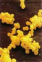 http://oloommagazine.com/images/Articles/15/SCI99b15N10_H03_008162.jpg