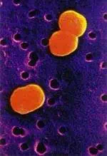 http://oloommagazine.com/images/Articles/15/SCI99b15N10_H03_008163.jpg
