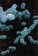 http://oloommagazine.com/images/Articles/15/SCI99b15N10_H03_008164.jpg