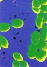 http://oloommagazine.com/images/Articles/15/SCI99b15N10_H03_008171.jpg