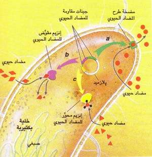 http://oloommagazine.com/images/Articles/15/SCI99b15N10_H03_008172.jpg