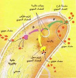 http://oloommagazine.com/images/Articles/15/SCI99b15N10_H03_008172.jpg