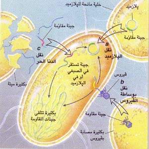 http://oloommagazine.com/images/Articles/15/SCI99b15N10_H03_008173.jpg