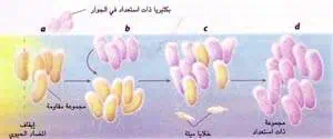 http://oloommagazine.com/images/Articles/15/SCI99b15N10_H03_008176.jpg