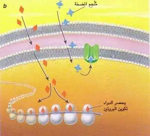 http://oloommagazine.com/images/Articles/15/SCI99b15N10_H03_008178.jpg