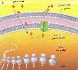 http://oloommagazine.com/images/Articles/15/SCI99b15N10_H03_008179.jpg