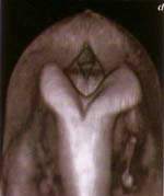 http://oloommagazine.com/images/Articles/15/SCI99b15N8-9_H03_009072.jpg