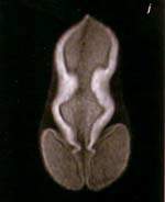 http://oloommagazine.com/images/Articles/15/SCI99b15N8-9_H03_009076.jpg