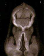 http://oloommagazine.com/images/Articles/15/SCI99b15N8-9_H03_009077.jpg