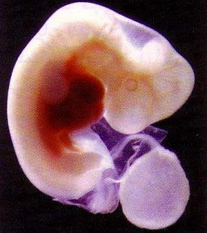 http://oloommagazine.com/images/Articles/15/SCI99b15N8-9_H03_009081.jpg