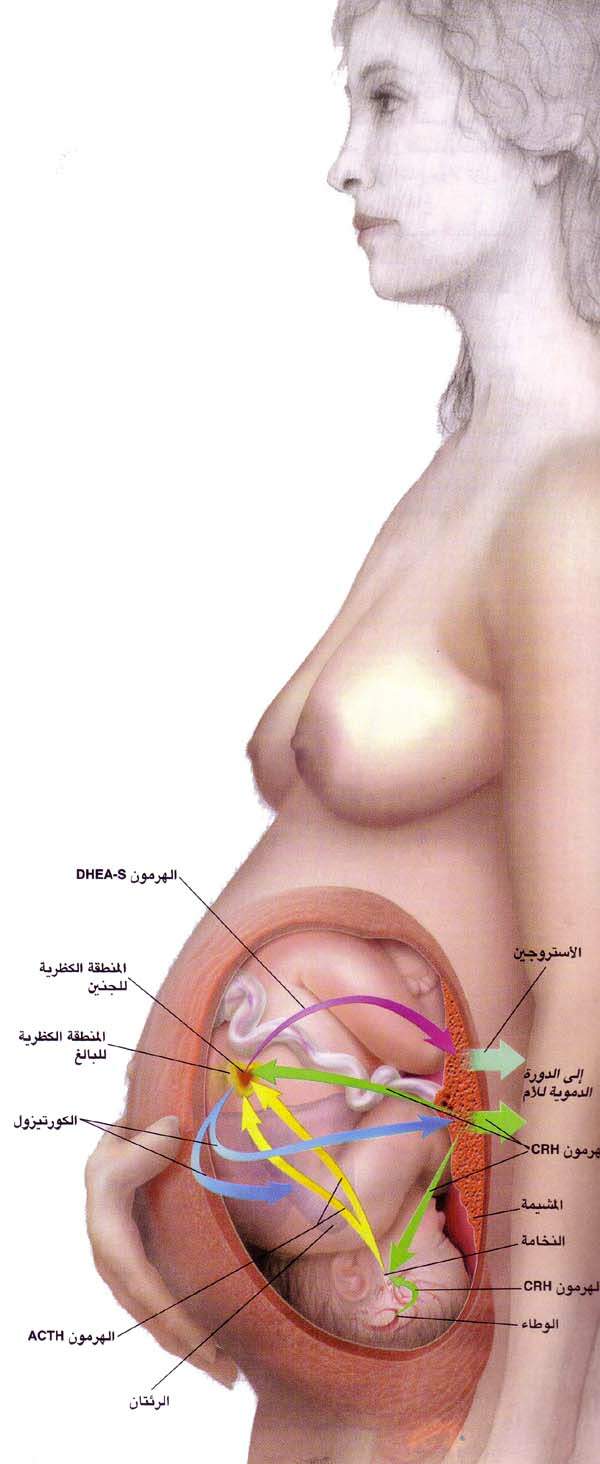 http://oloommagazine.com/images/Articles/15/SCI99b15N8-9_H02_009058.jpg