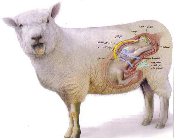 http://oloommagazine.com/images/Articles/15/SCI99b15N8-9_H02_009059.jpg