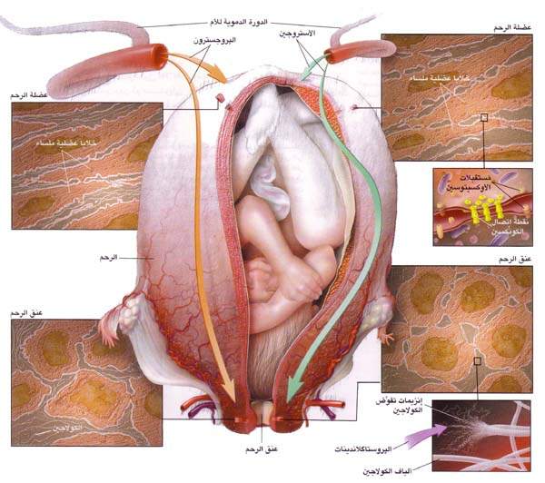 http://oloommagazine.com/images/Articles/15/SCI99b15N8-9_H02_009060.jpg