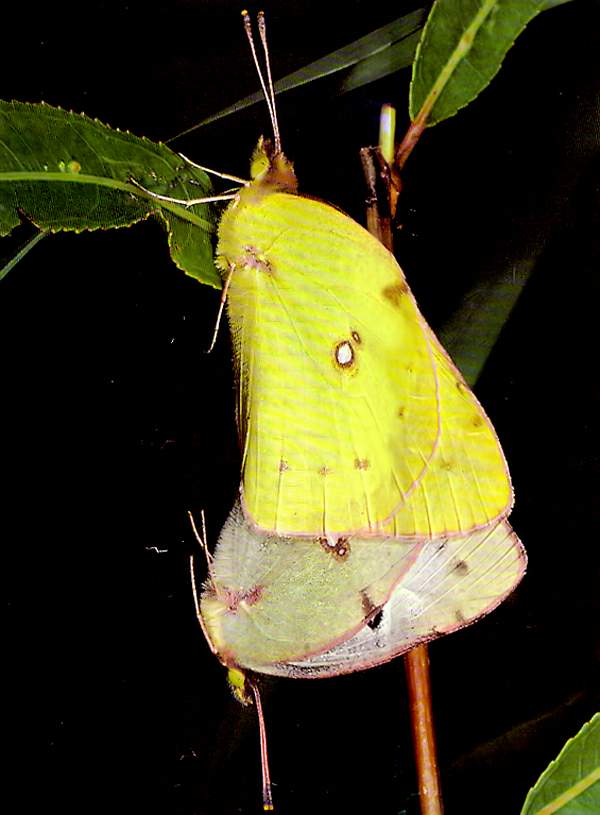 http://oloommagazine.com/images/Articles/15/SCI99b15N4_H01_008704.jpg