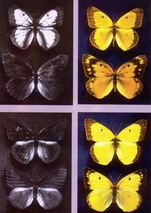 http://oloommagazine.com/images/Articles/15/SCI99b15N4_H01_008705.jpg