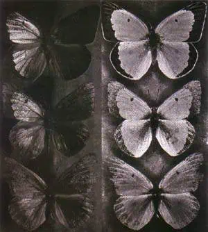 http://oloommagazine.com/images/Articles/15/SCI99b15N4_H01_008706.jpg