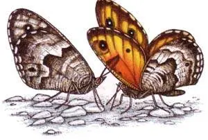 http://oloommagazine.com/images/Articles/15/SCI99b15N4_H01_008707.jpg