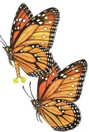 http://oloommagazine.com/images/Articles/15/SCI99b15N4_H01_008708.jpg