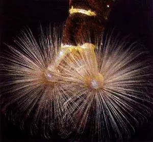 http://oloommagazine.com/images/Articles/15/SCI99b15N4_H01_008709.jpg