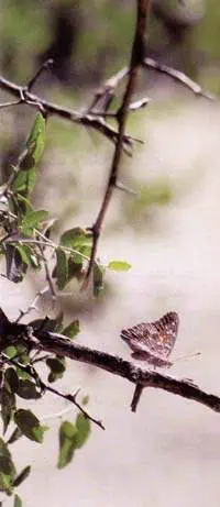 http://oloommagazine.com/images/Articles/15/SCI99b15N4_H01_008711.jpg