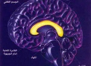 http://oloommagazine.com/images/Articles/15/SCI99b15N12_H04_008389.jpg