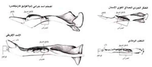 http://oloommagazine.com/images/Articles/15/SCI99b15N11_H05_008297.jpg